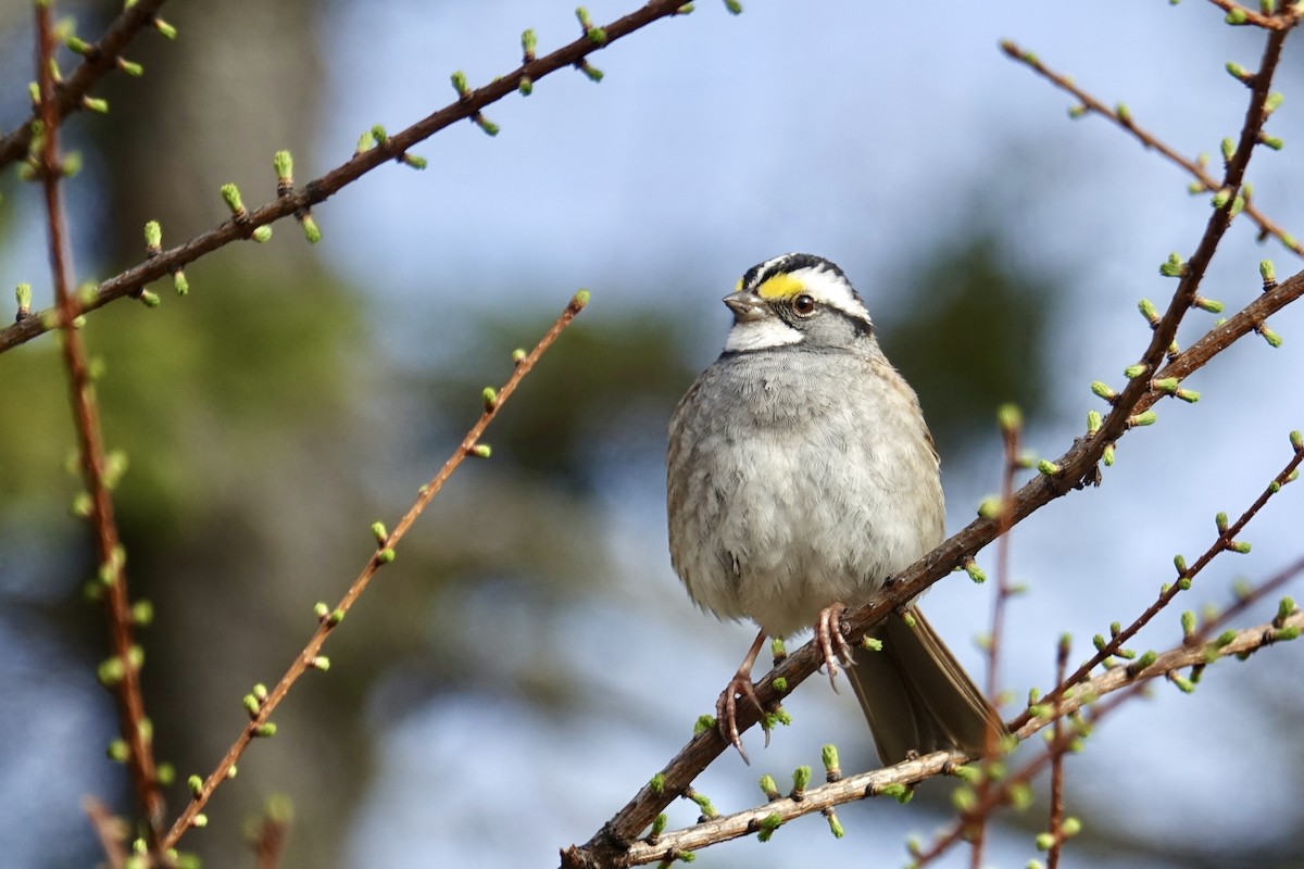 White-throated Sparrow - ML618491970