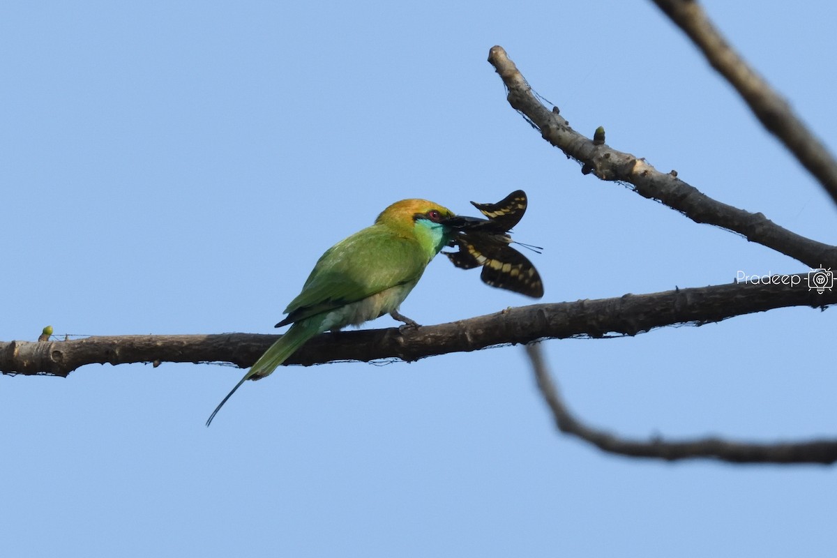 Blue-tailed Bee-eater - ML618491973