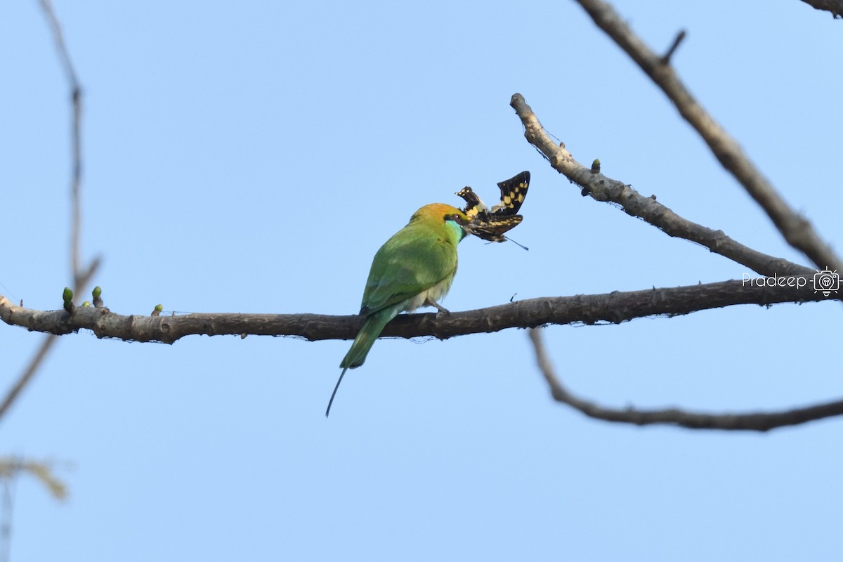 Blue-tailed Bee-eater - ML618491974