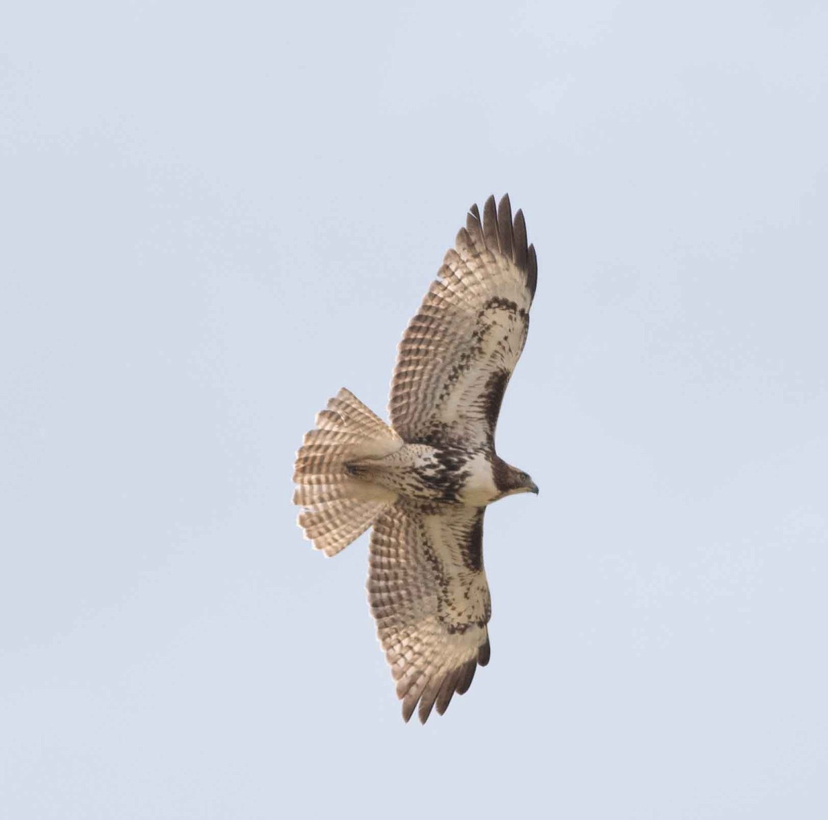 Red-tailed Hawk - Nick Bolgiano