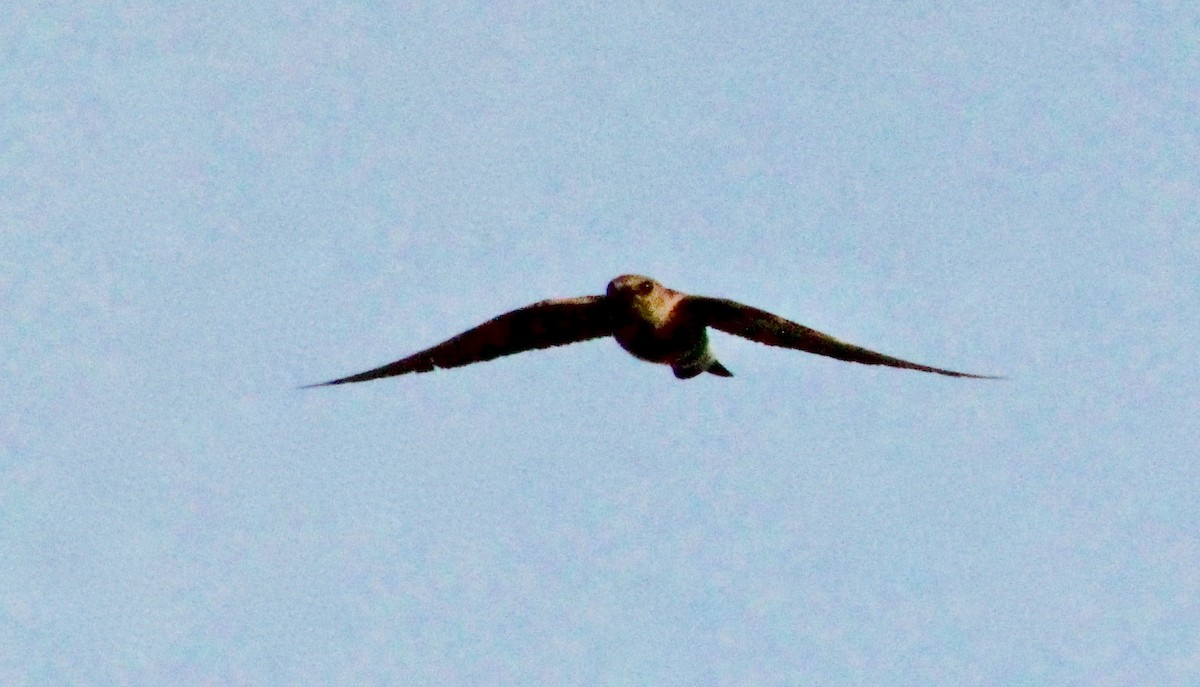 Northern Rough-winged Swallow - ML618491996