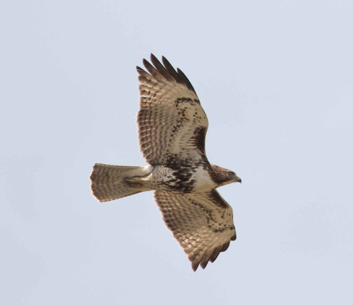 Red-tailed Hawk - ML618492003