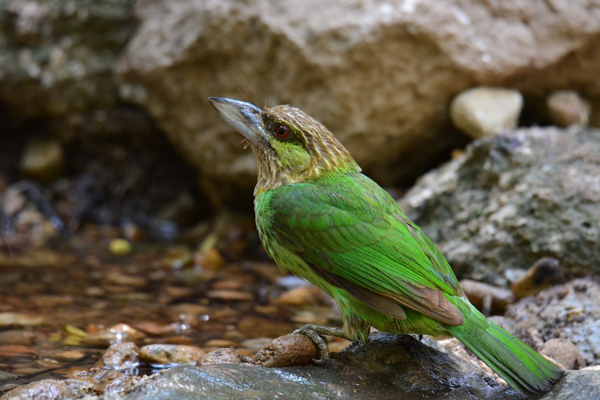 Green-eared Barbet - ML618492015
