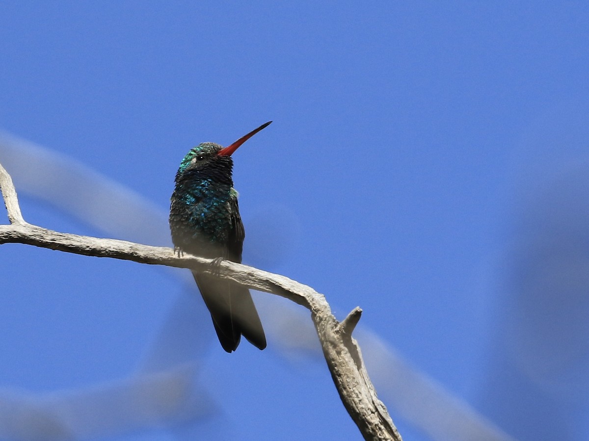 Broad-billed Hummingbird - ML618492032