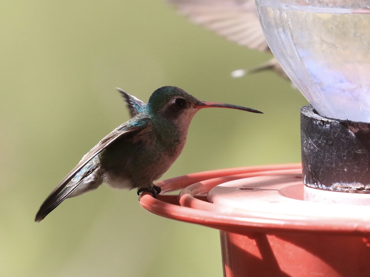 kolibřík širokozobý - ML618492033