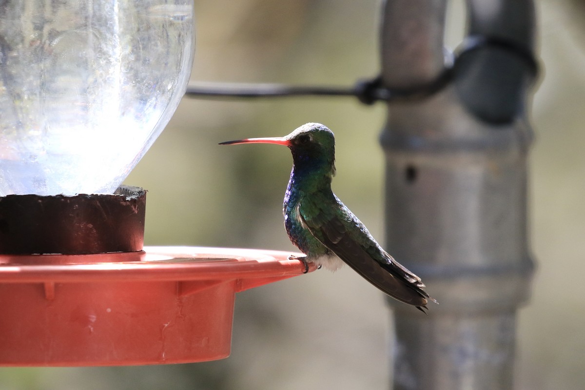 Broad-billed Hummingbird - ML618492034