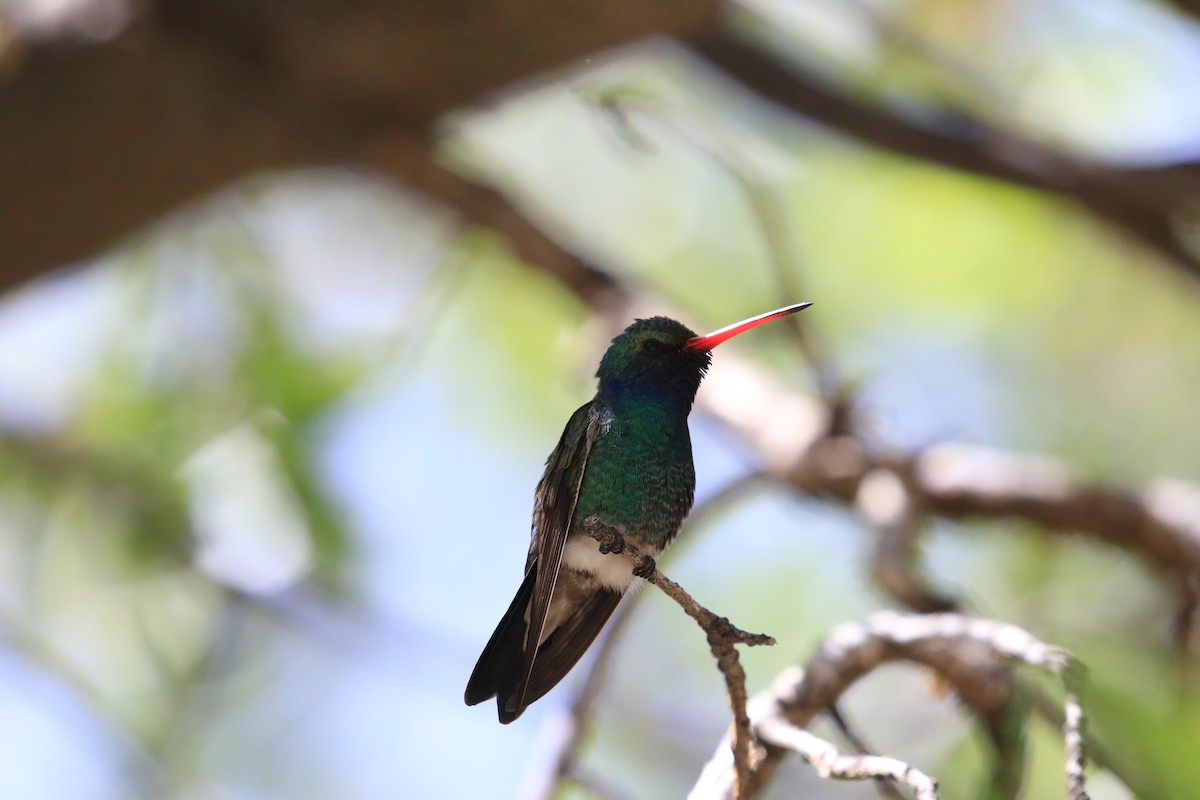 Broad-billed Hummingbird - Michele Swartout