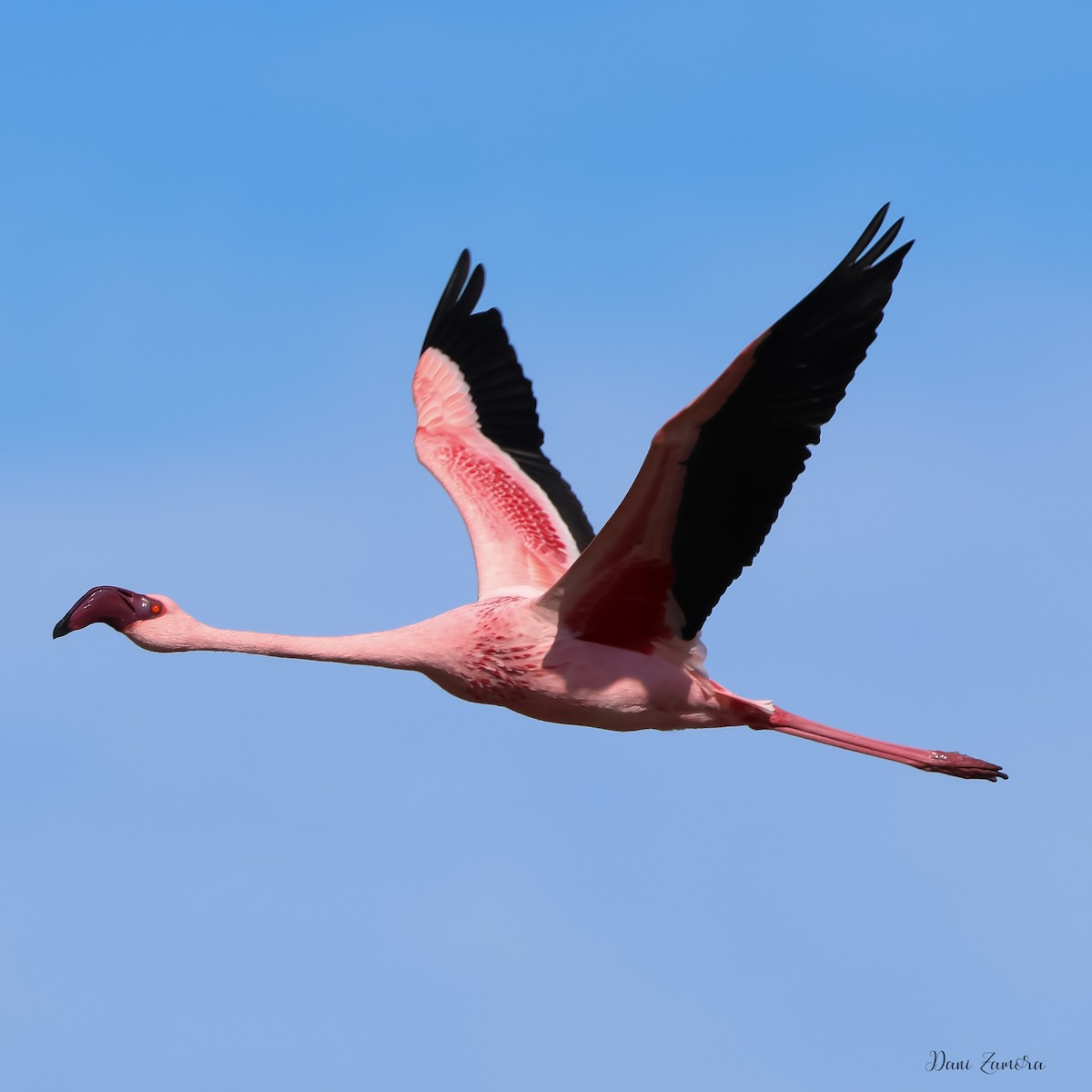 Küçük Flamingo - ML618492040