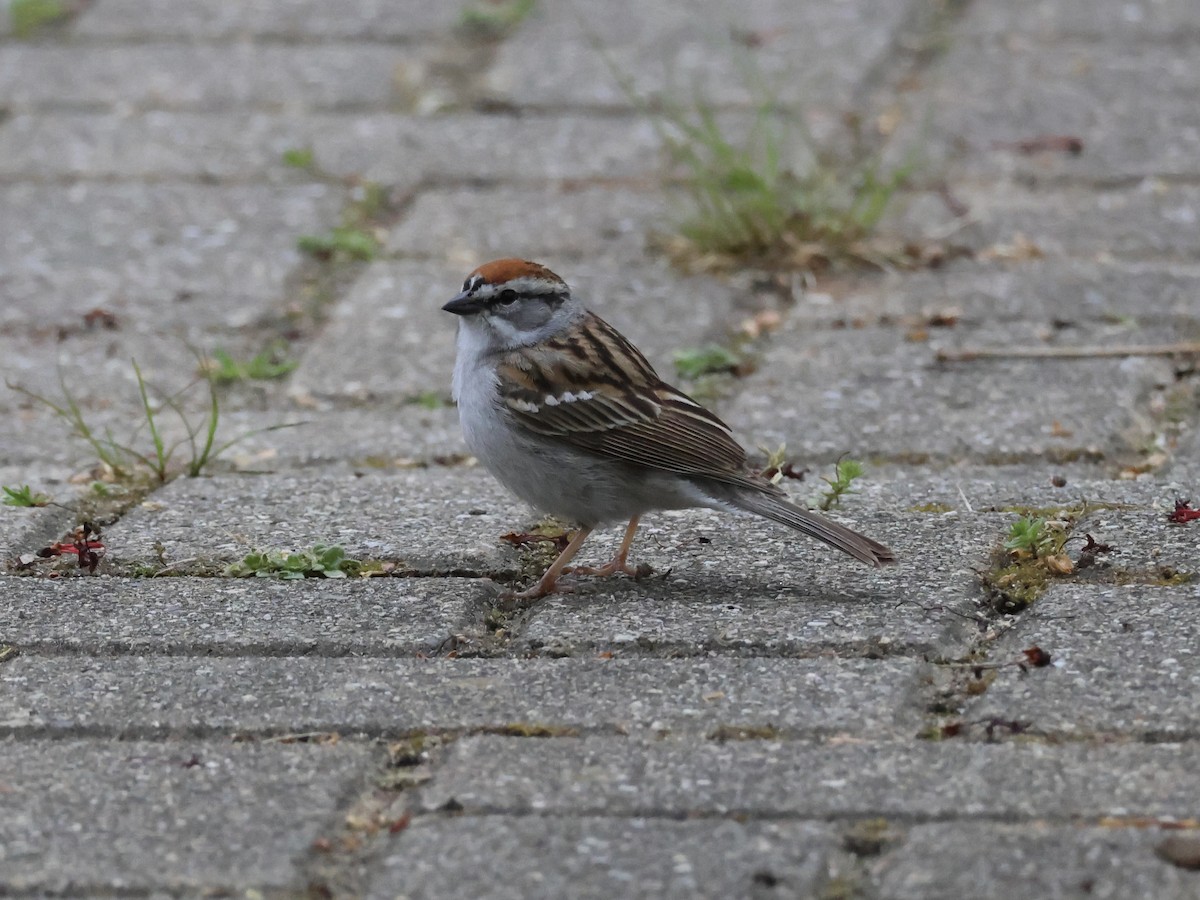 Chipping Sparrow - ML618492051
