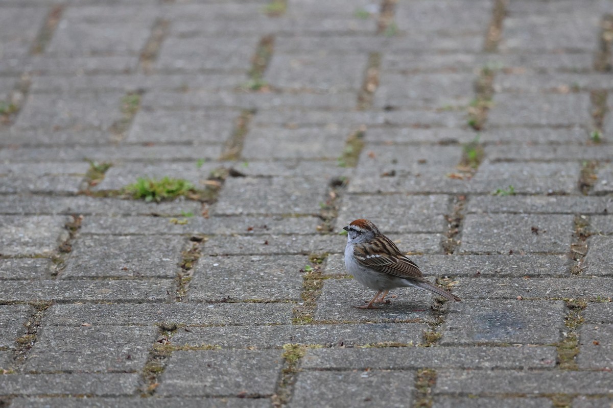 Chipping Sparrow - ML618492052