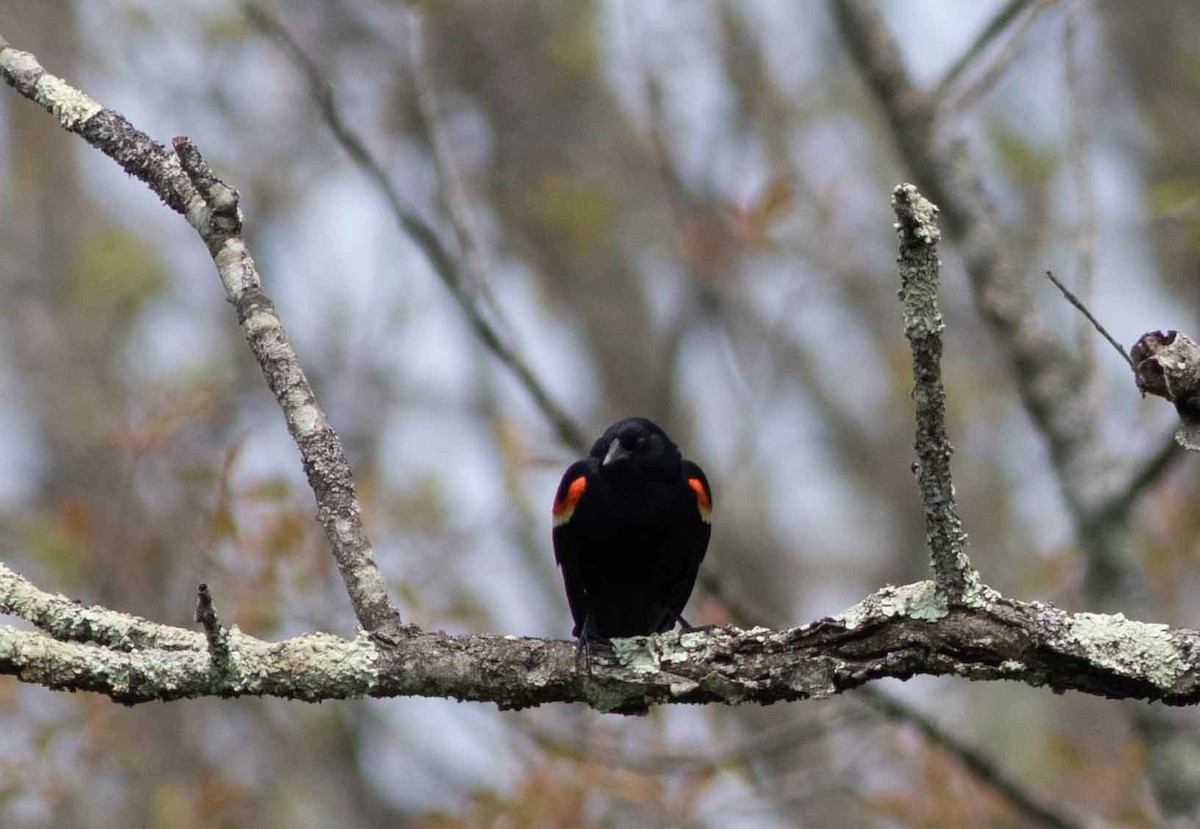 Red-winged Blackbird - ML618492062