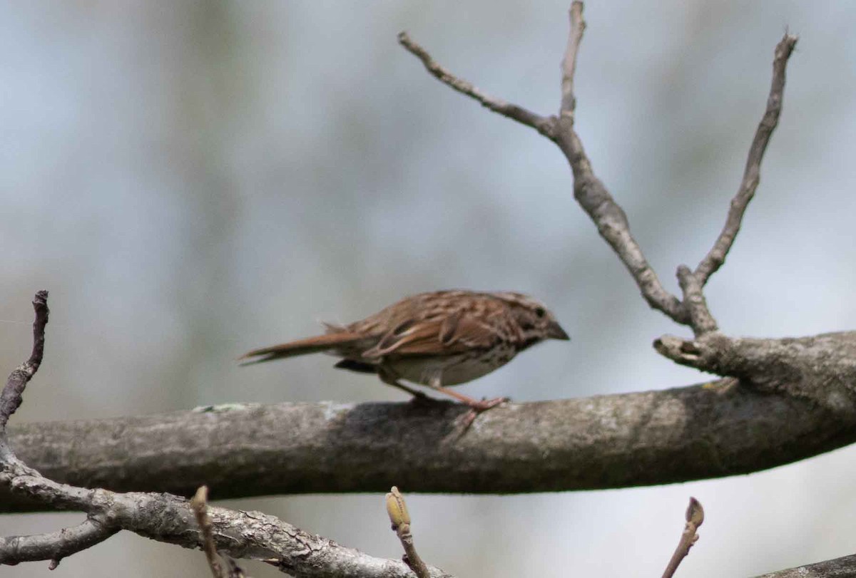 Song Sparrow - Nick Bolgiano