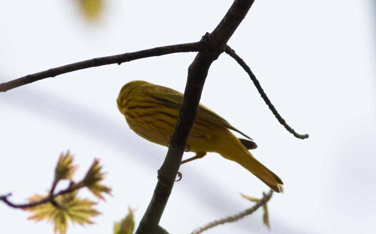 Yellow Warbler - Nick Bolgiano