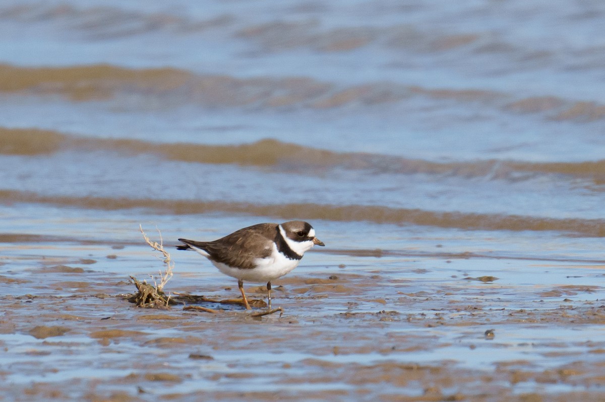Semipalmated Plover - ML618492096