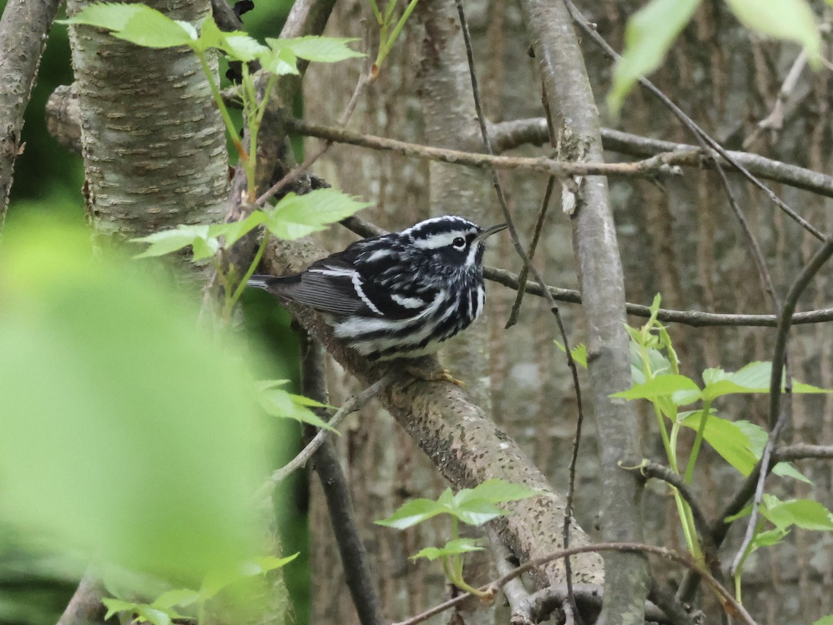 Black-and-white Warbler - ML618492098
