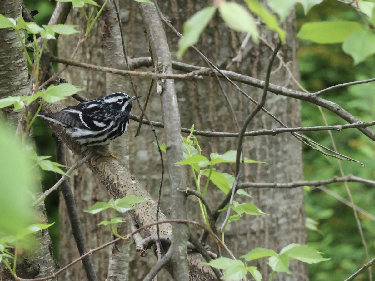 Black-and-white Warbler - ML618492100