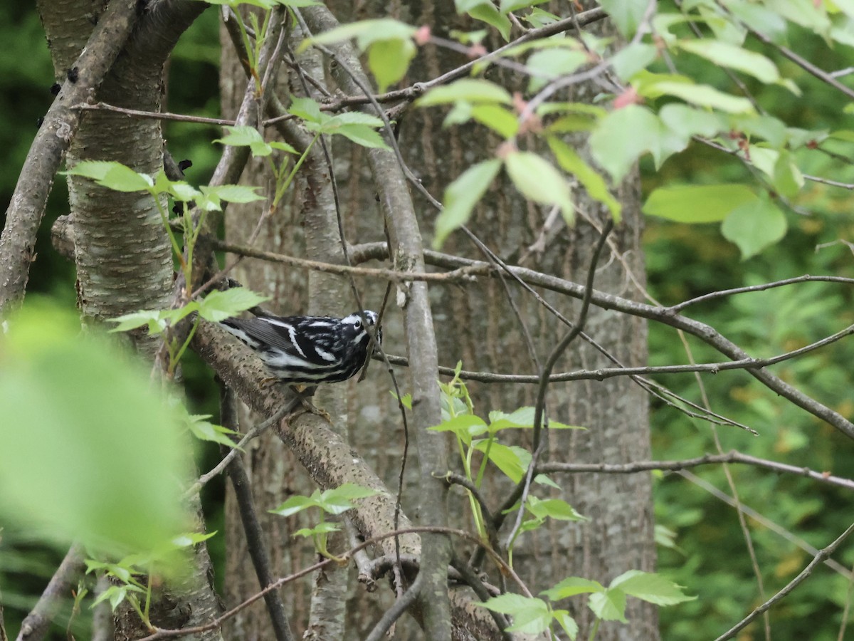 Black-and-white Warbler - ML618492101