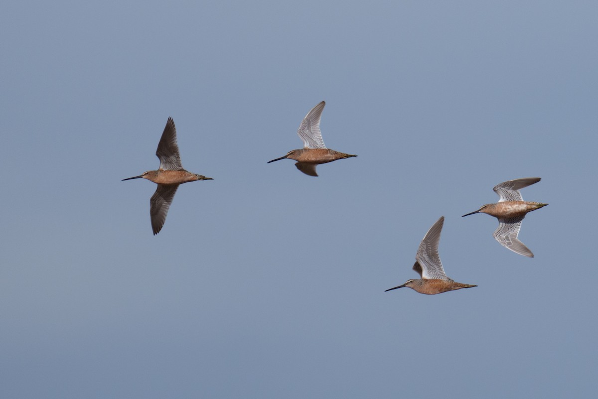 Long-billed Dowitcher - ML618492125