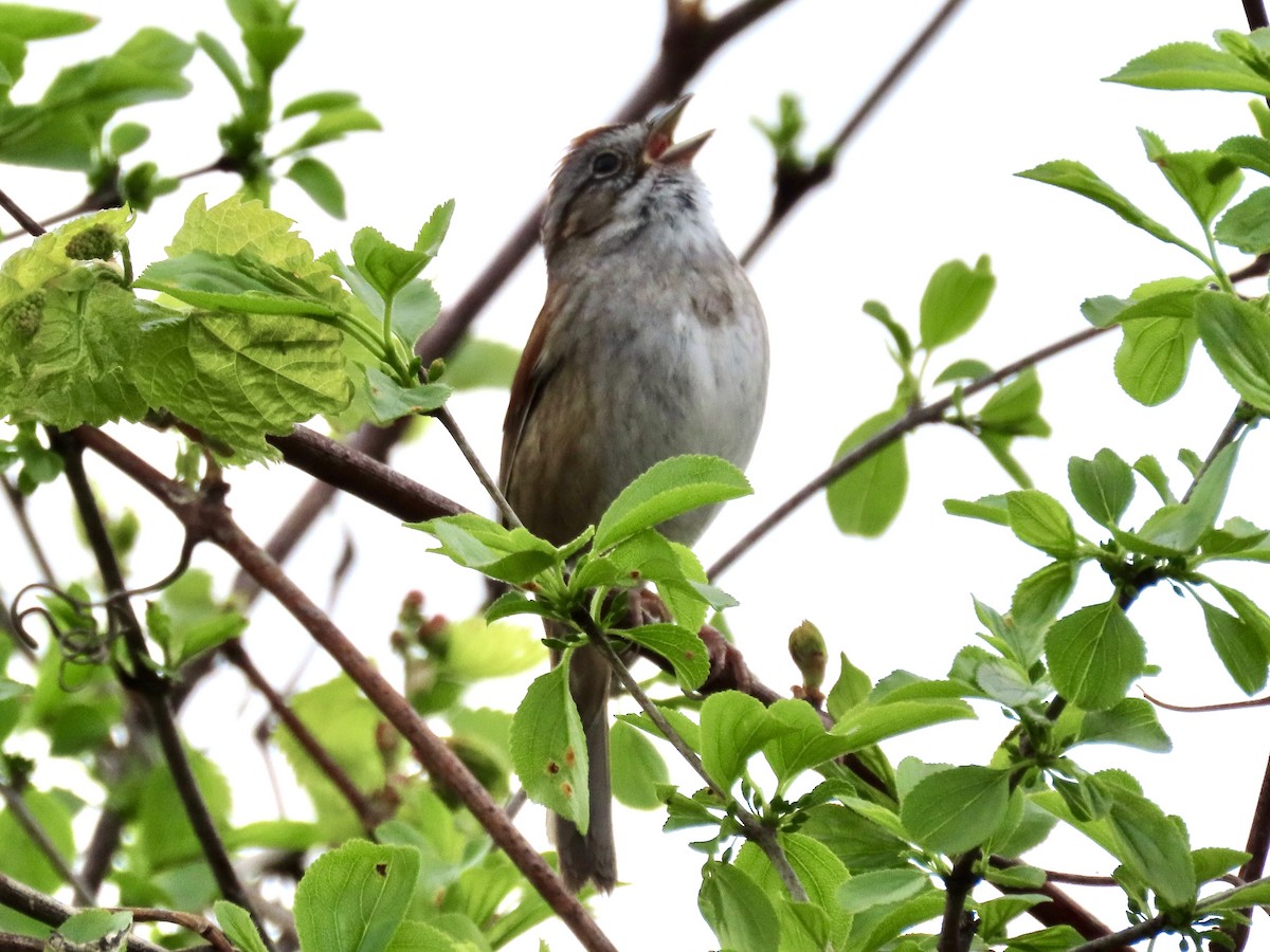 Swamp Sparrow - Debbie van Zyl