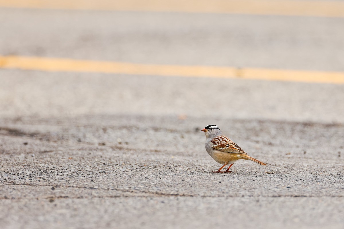 White-crowned Sparrow - ML618492203