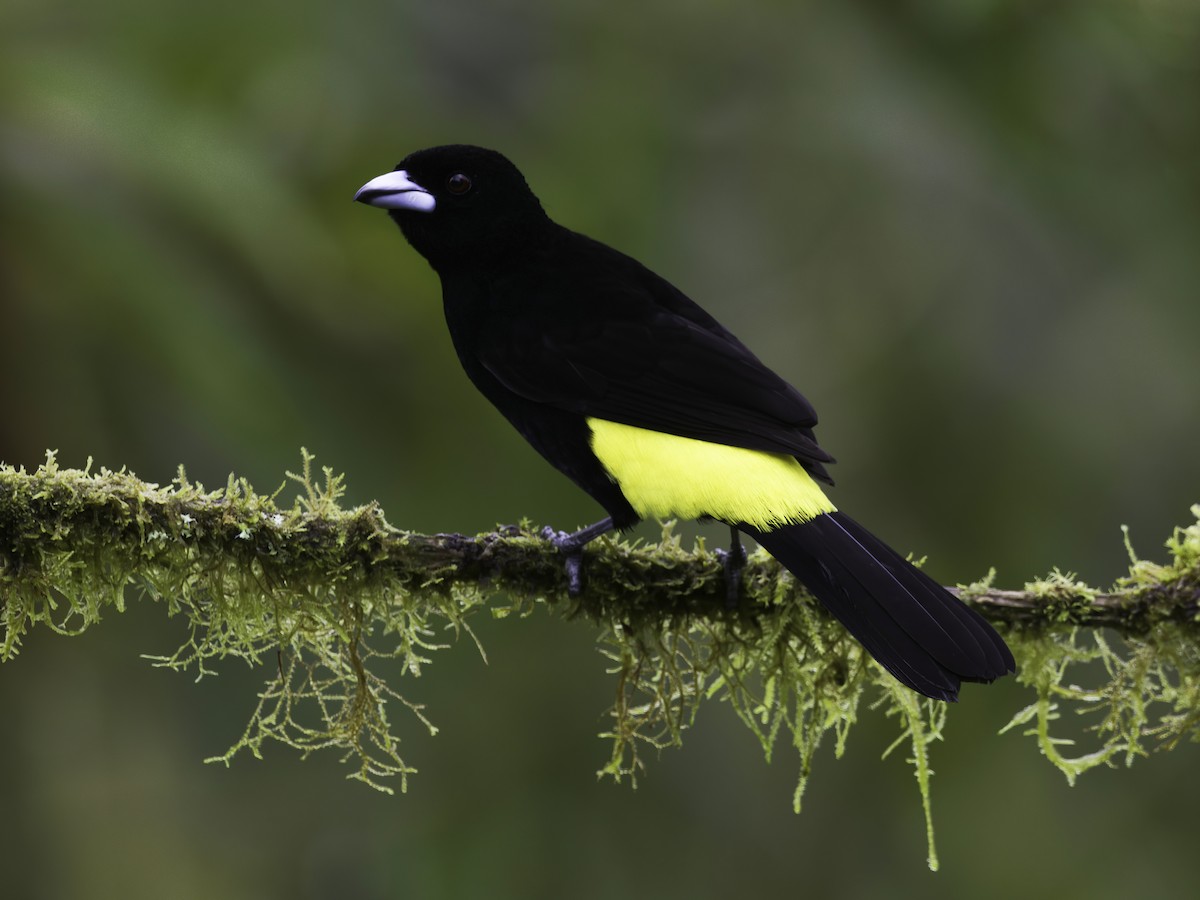 Flame-rumped Tanager (Lemon-rumped) - ML618492256