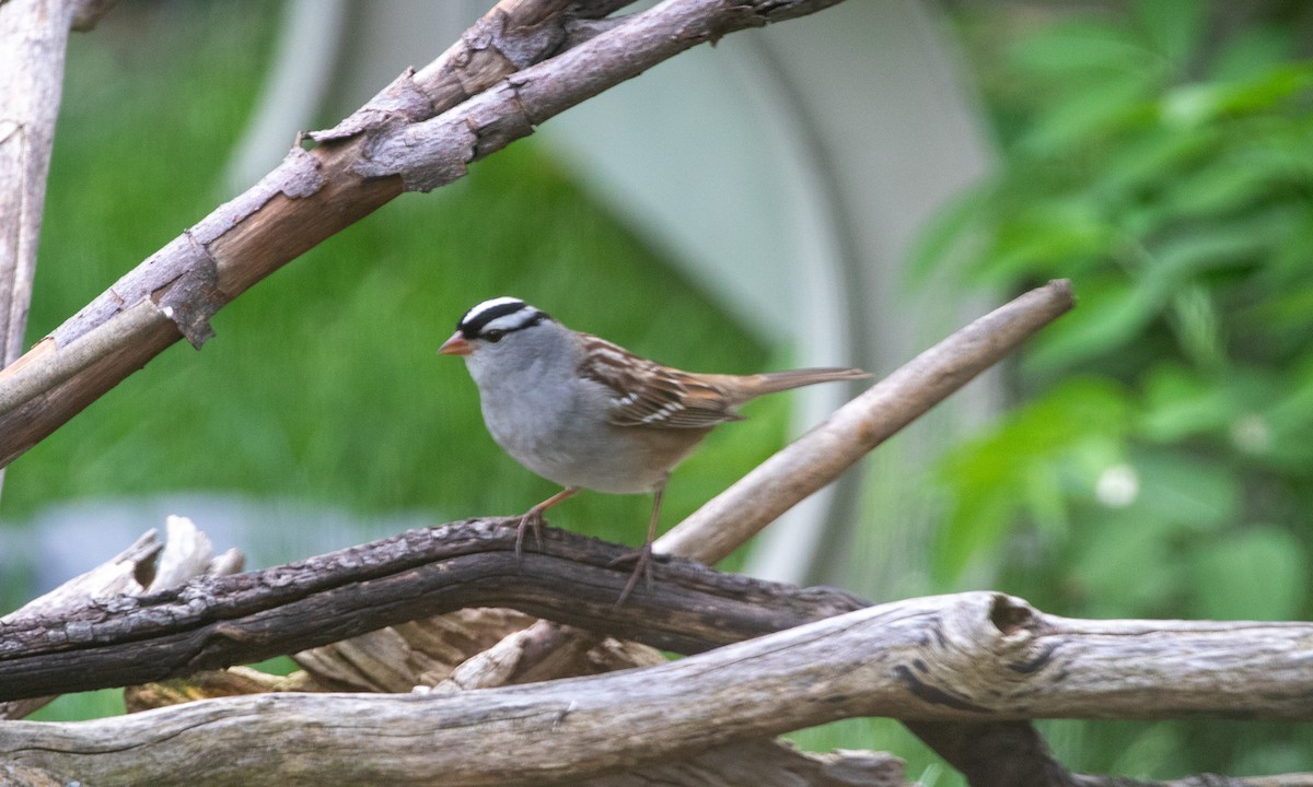 White-crowned Sparrow - Jill S. A