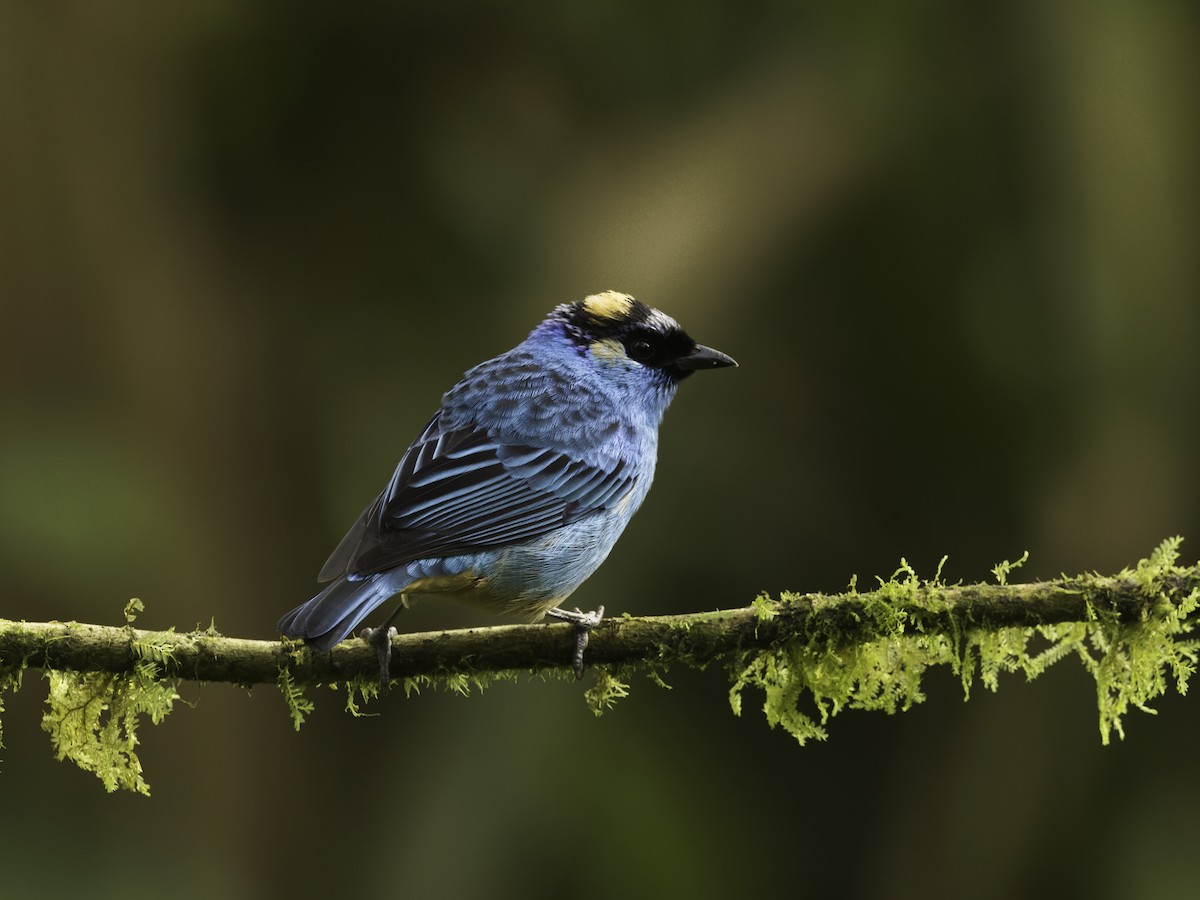 Golden-naped Tanager - ML618492267