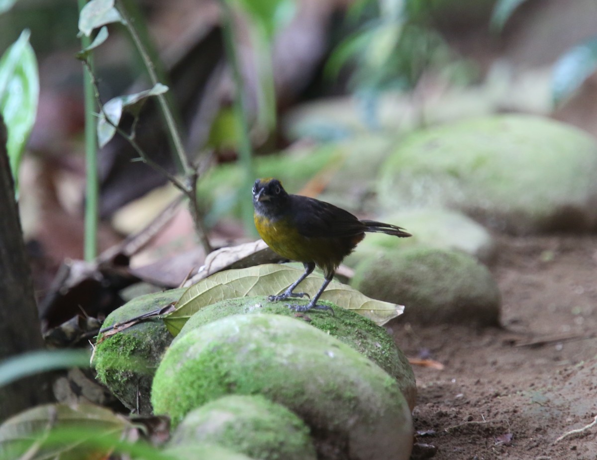 Tawny-crested Tanager - ML618492270