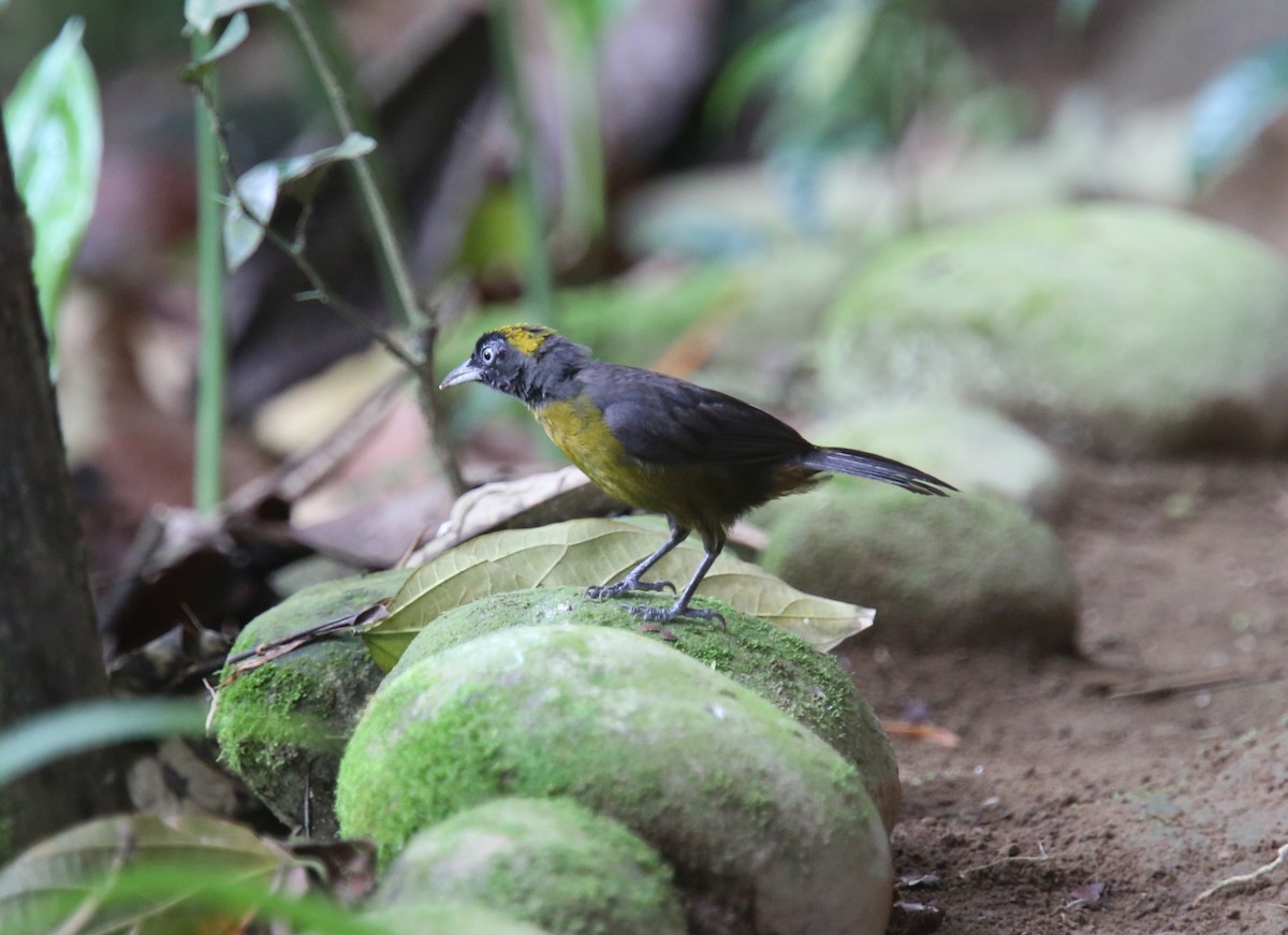 Tawny-crested Tanager - ML618492272