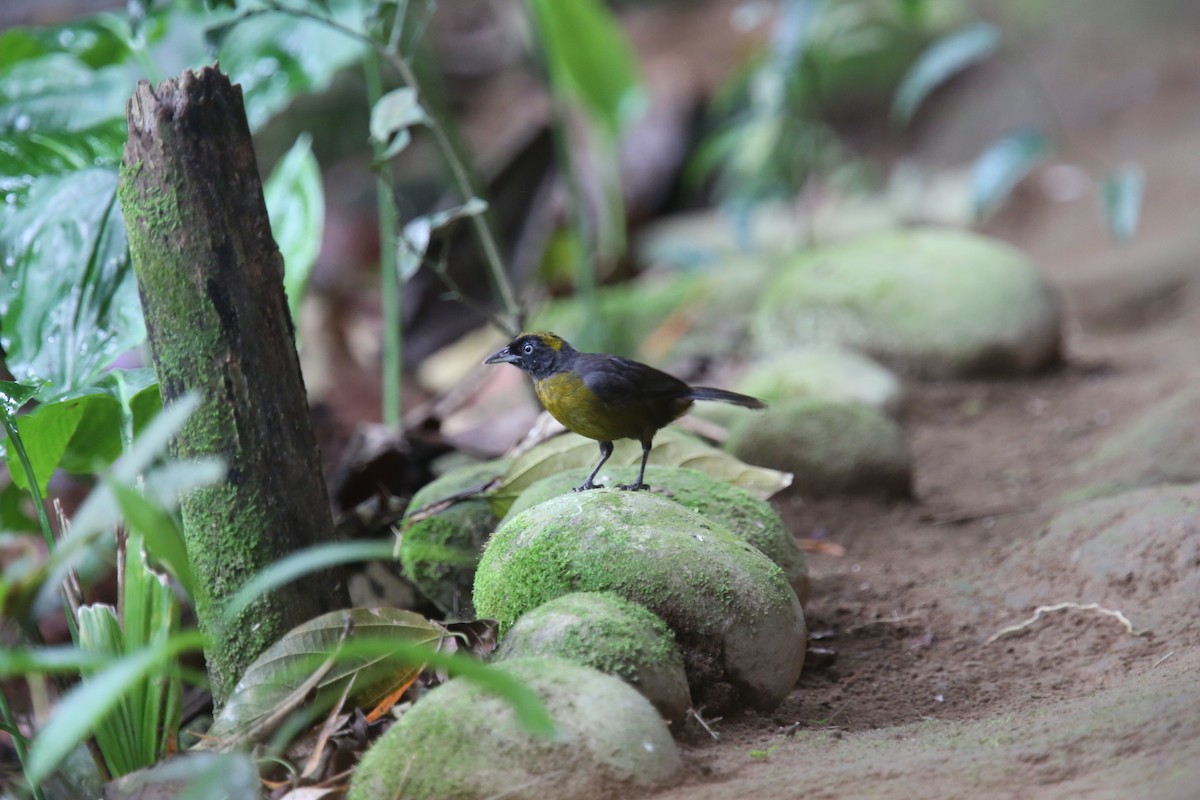 Tawny-crested Tanager - ML618492273