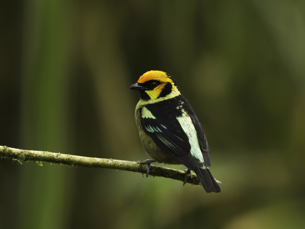 Flame-faced Tanager (Yellow-faced) - ML618492277