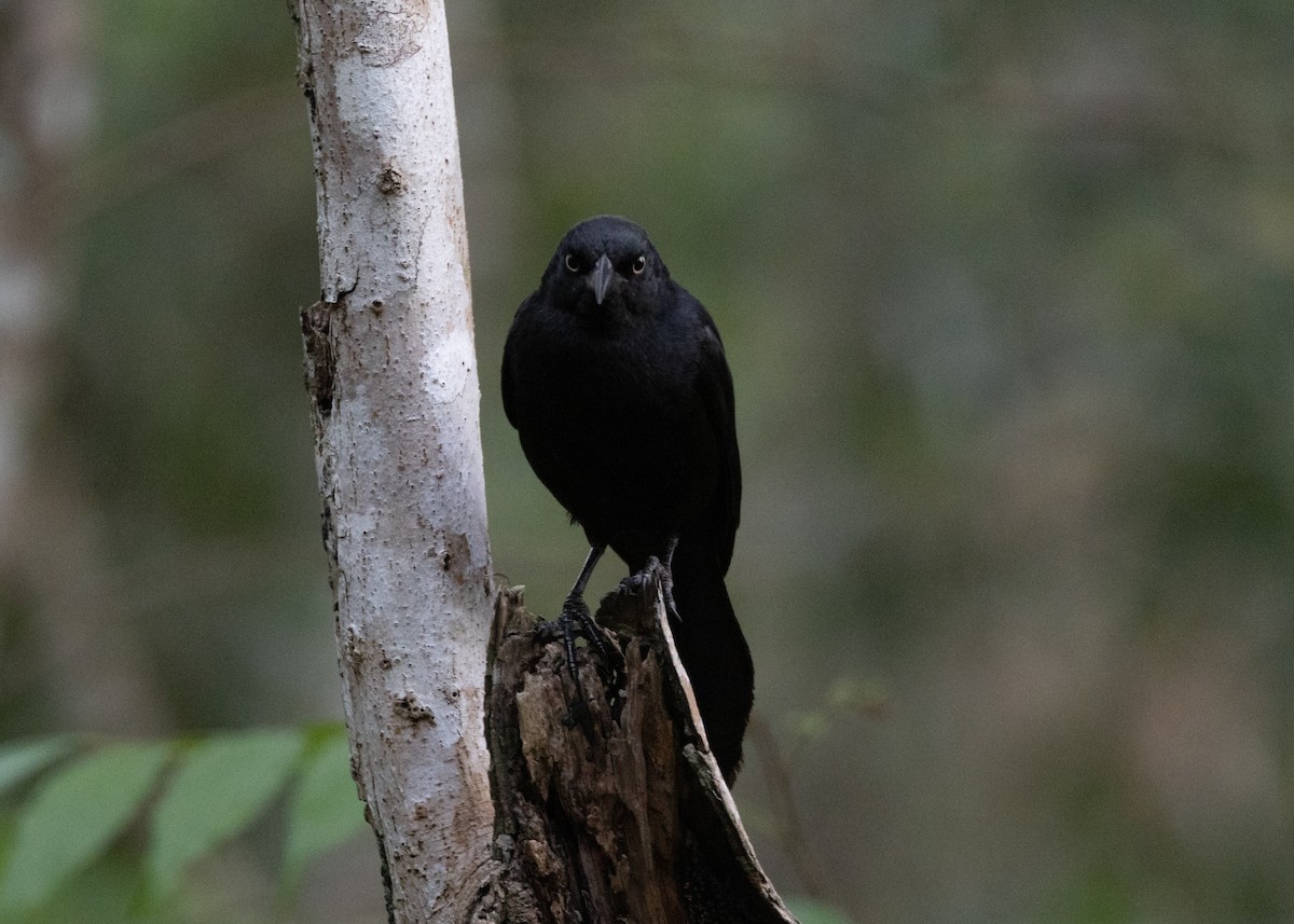 Greater Antillean Grackle - Silvia Faustino Linhares