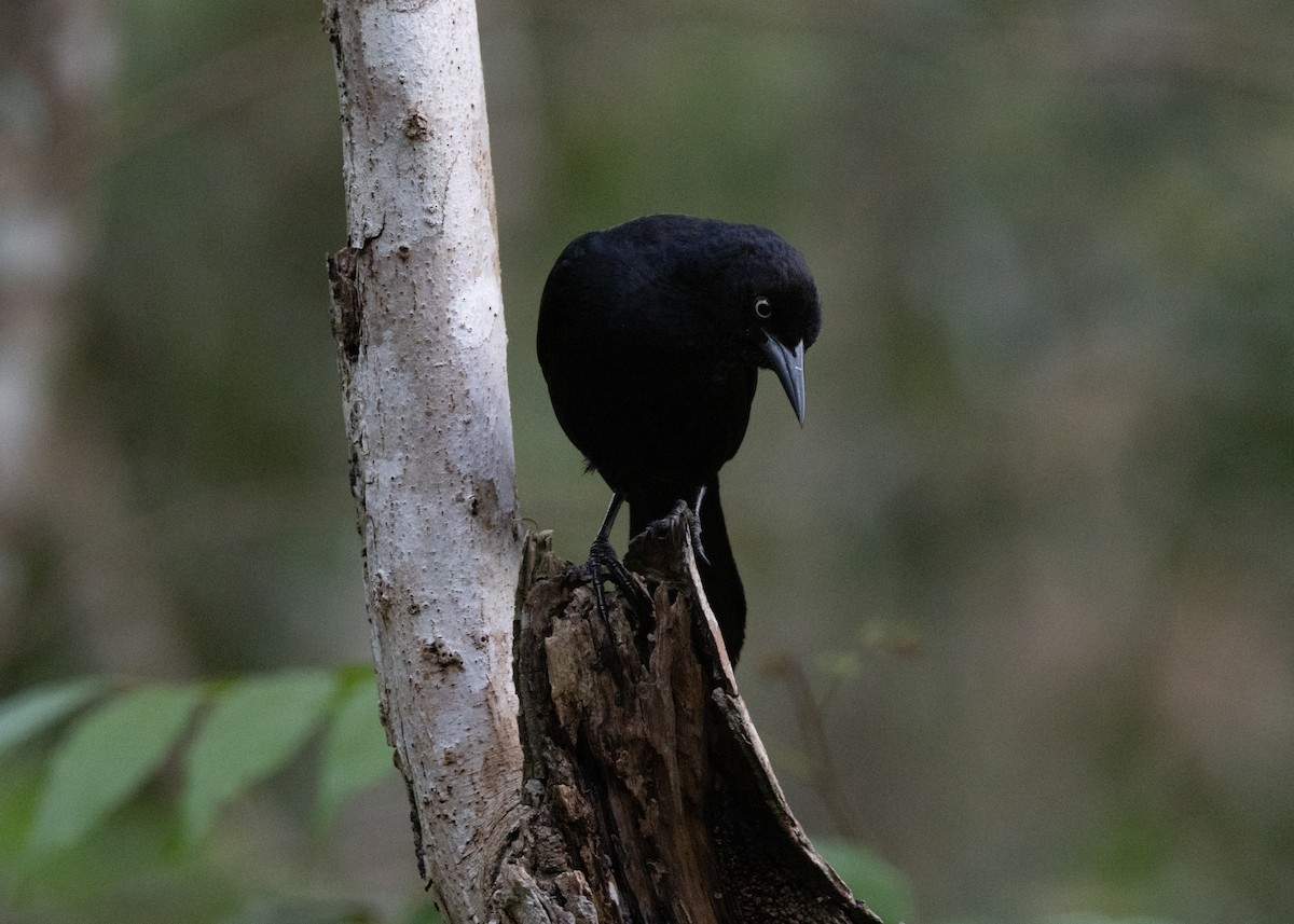 Greater Antillean Grackle - Silvia Faustino Linhares