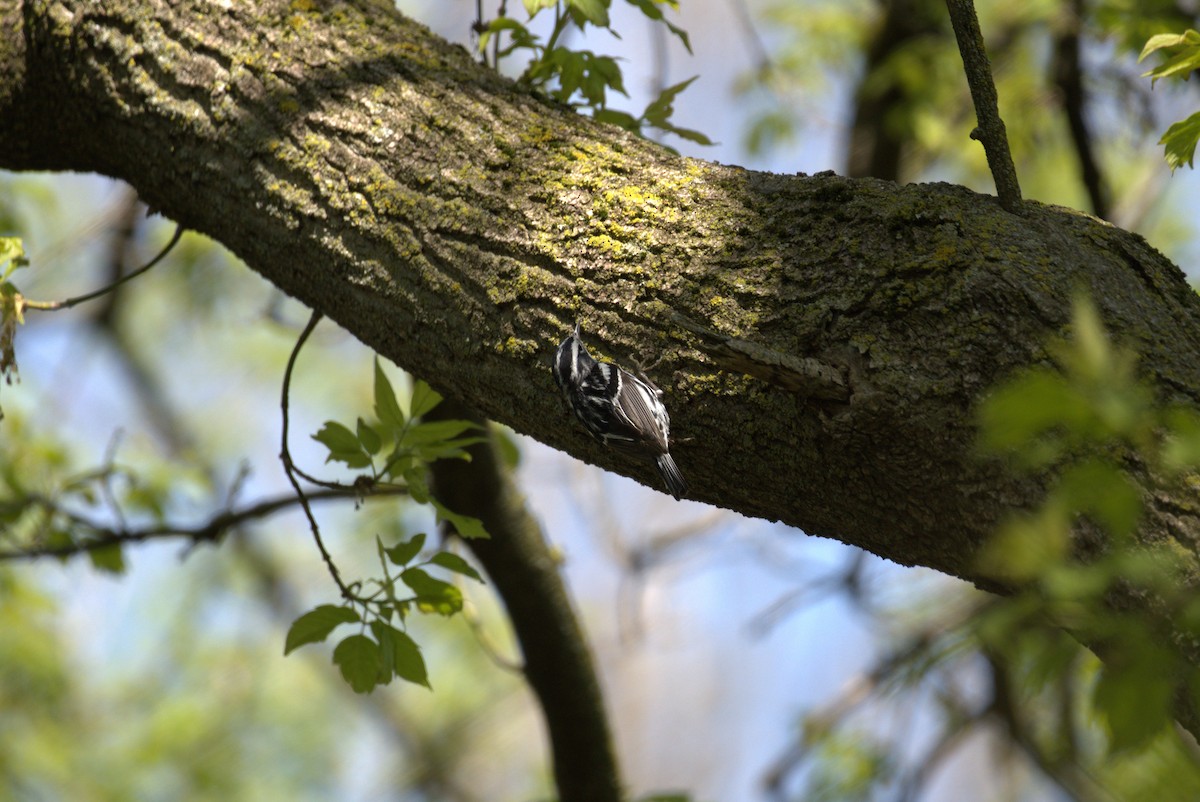 Black-and-white Warbler - ML618492323