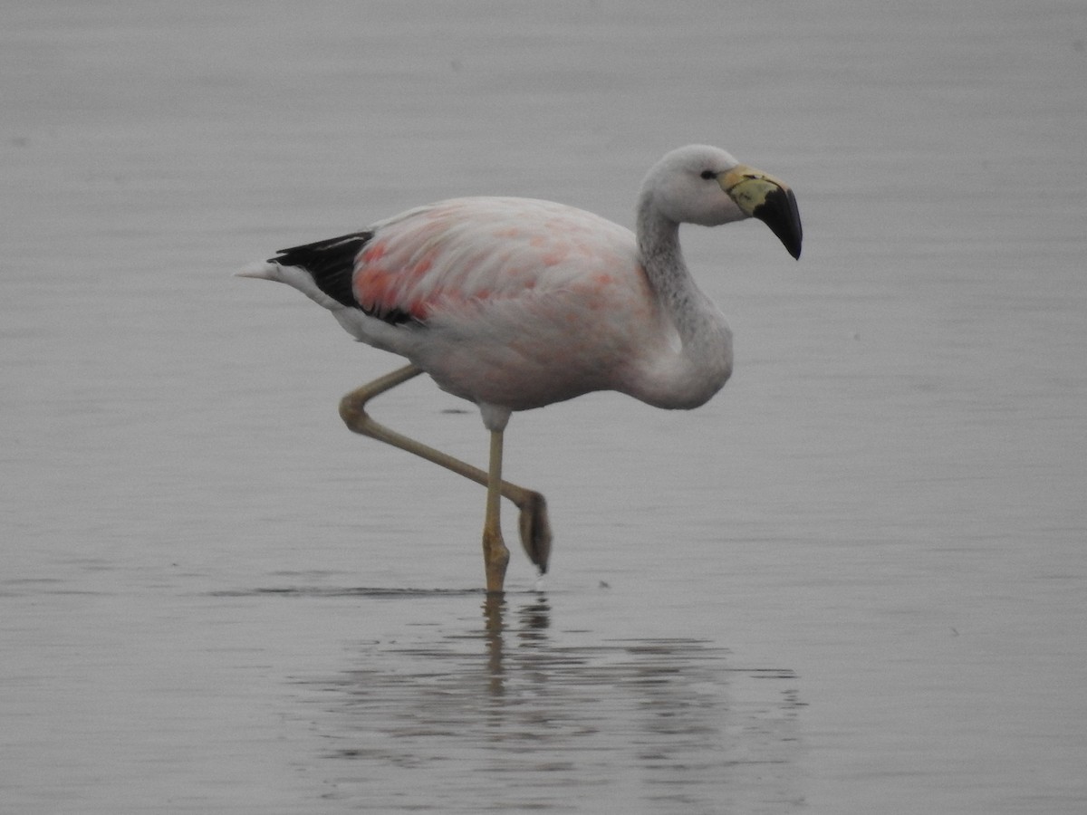 Andean Flamingo - ML618492325