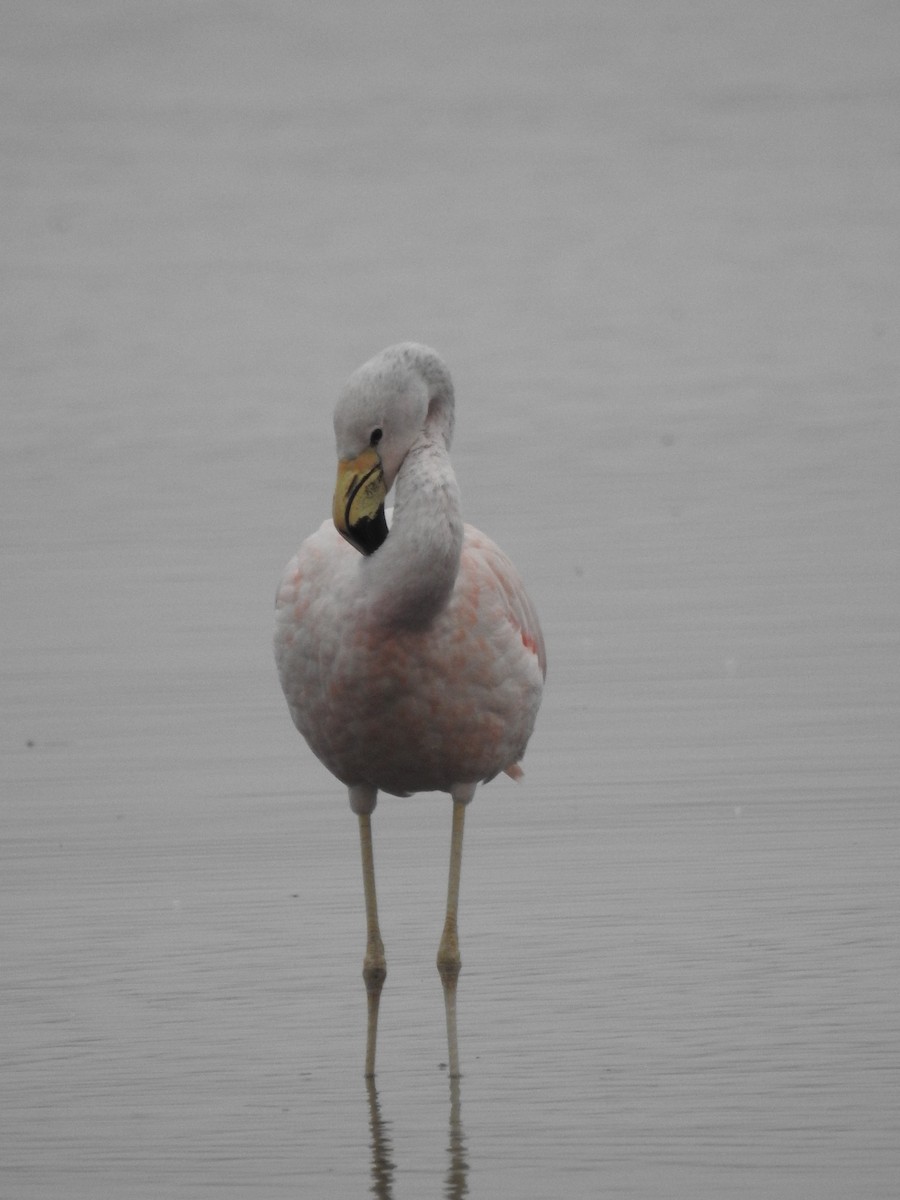 Andean Flamingo - ML618492326
