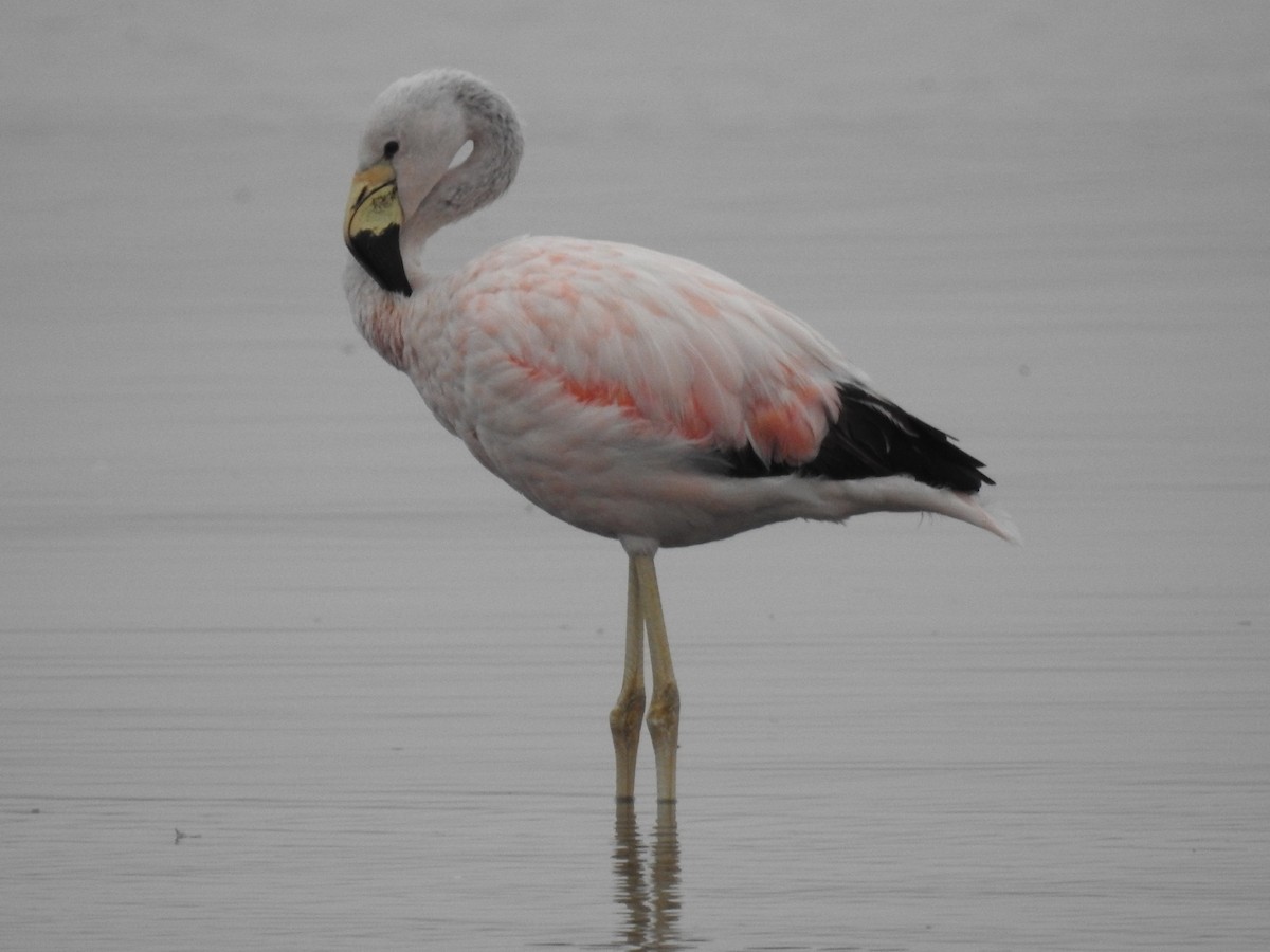 Andean Flamingo - ML618492327