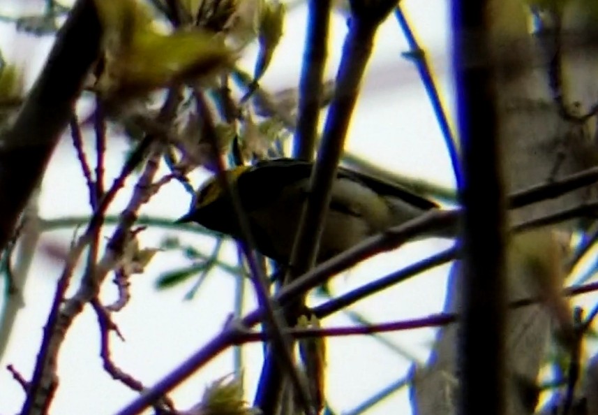 Black-throated Green Warbler - ML618492338