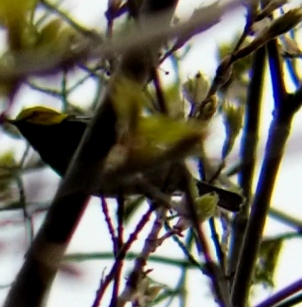 Black-throated Green Warbler - Jules Pellerin