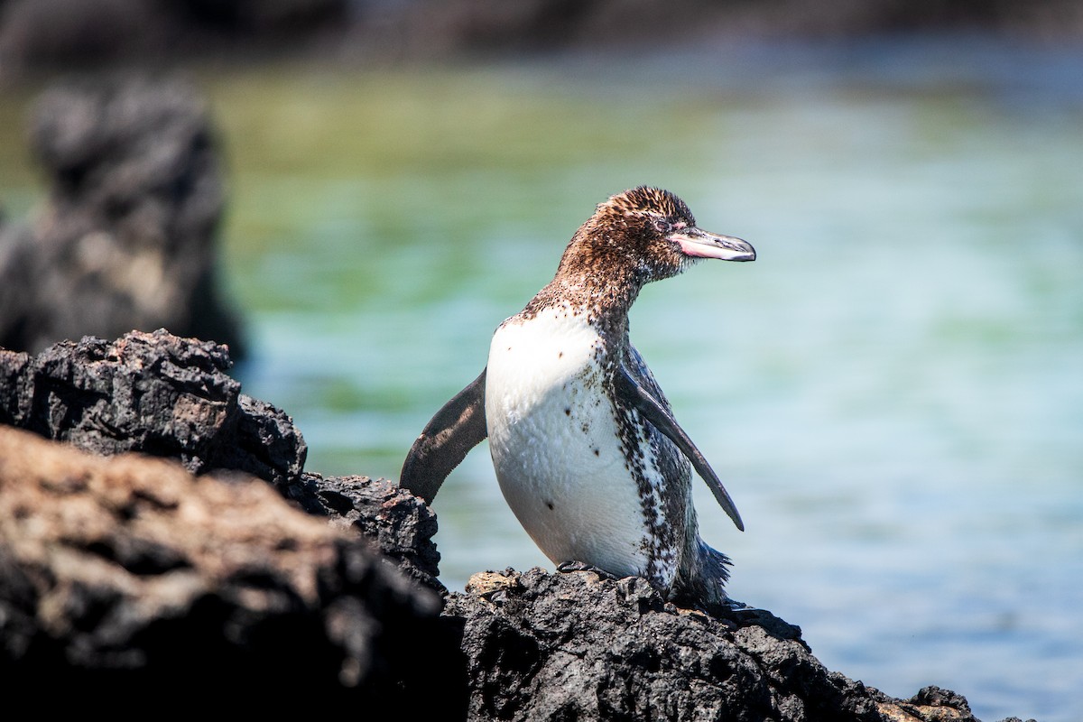 Pingüino de Galápagos - ML618492348
