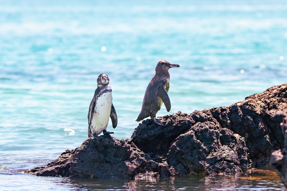 Pingüino de Galápagos - ML618492349