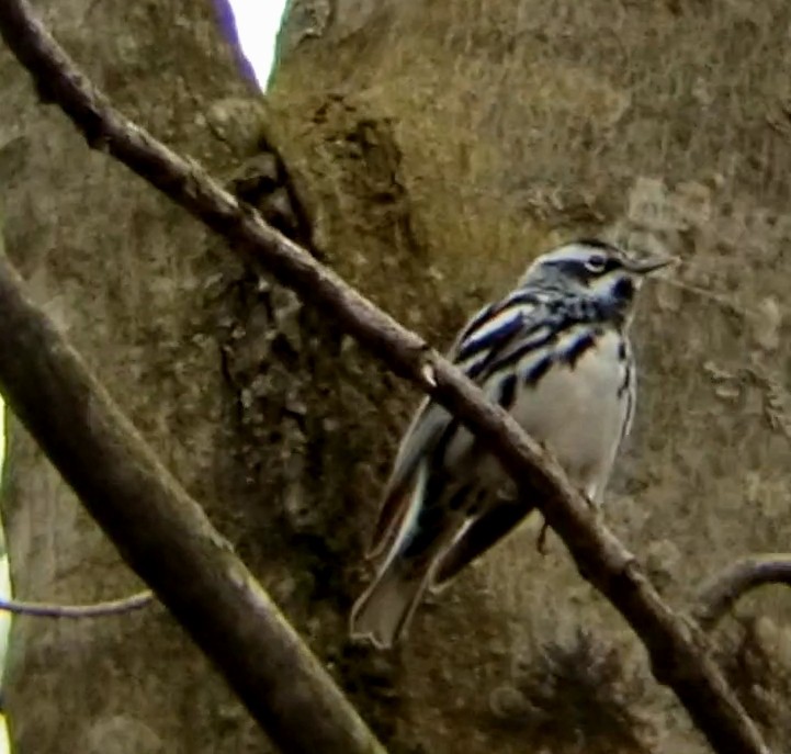 Black-and-white Warbler - ML618492369