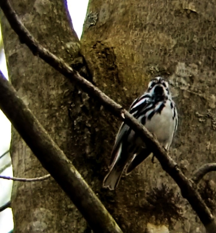Black-and-white Warbler - ML618492370