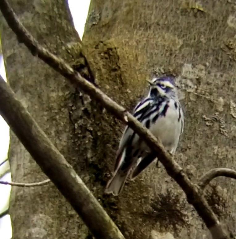 Black-and-white Warbler - ML618492371