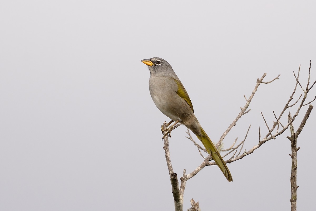 Pale-throated Pampa-Finch - ML618492431