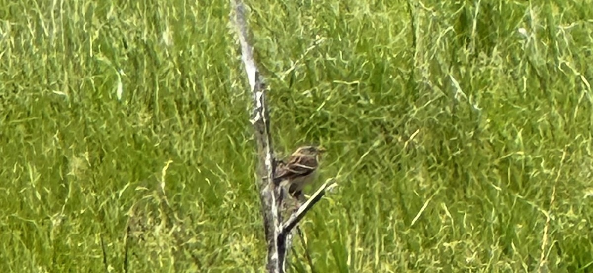 Field Sparrow - ML618492446