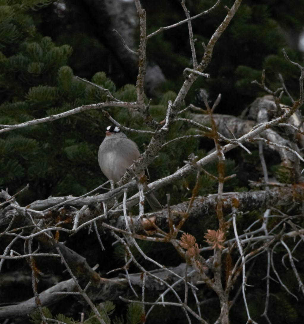 White-crowned Sparrow - ML618492464