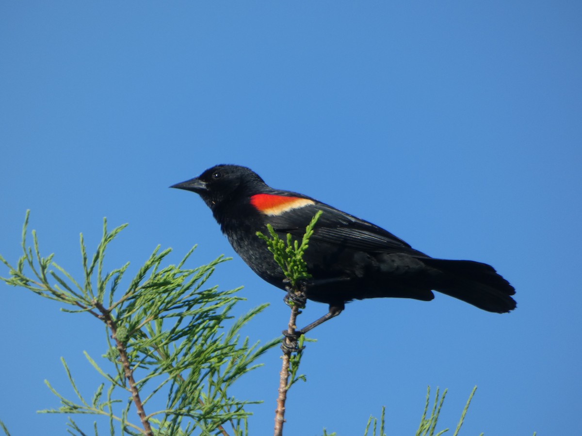 Red-winged Blackbird - ML618492496