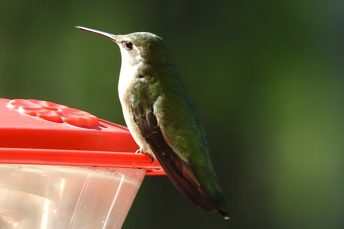 Ruby-throated Hummingbird - ML618492503