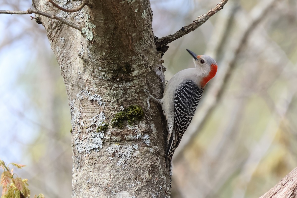 Red-bellied Woodpecker - ML618492525